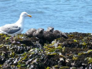 A Western Gull watchs three young River Otters by Beverly Naso