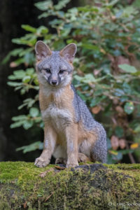 A young Gray fox looks at the camera by Craig Tooley