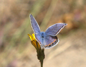 Acmon Blue butterfly, Plebejus acmon, by Mark Ricci