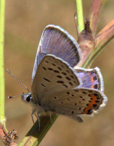 Acmon Blue butterfly by Mark Ricci
