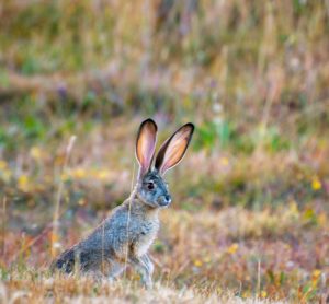 Black-tailed Jackrabbit by Marie Matheson