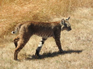 Bobcat by Eddie Mikus