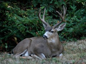 Buck by Hal Fogel