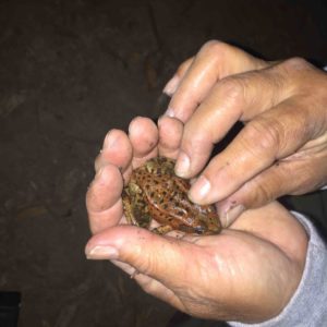 CA Red-legged Frog found 73116 by Roberta Chan