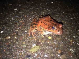 California Red-legged frog by Roberta Chan