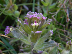Humboldt Bay owl's-clover, Castilleja ambigua  humboldtiensis, by Peter Baye