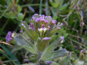 Humboldt Bay owl's-clover, Castilleja ambigua  humboldtiensis, by Peter Baye