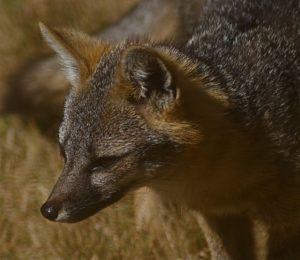 Intent Gray Fox by Hal Fogel