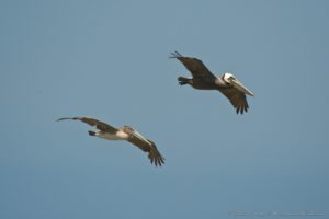 Juvenile and an adult Brown JUL Pelican by Craig Tooley