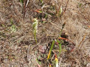 Lady's Tresses by Jeanne Jackson