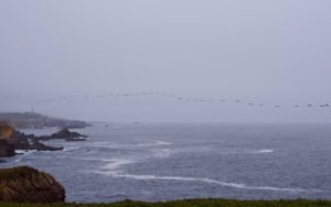 Necklace of Brown pelicans in the fog by Grace O'Malley