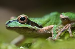 Sierran Treefrog by Craig Tooley