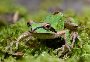 Sierren Treefrog showing foot pads by Craig Tooley