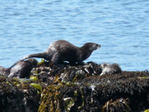 Three River Otter babies playing on the rocks by Beverly Naso