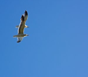 Two Western gulls by Grace O'Malley