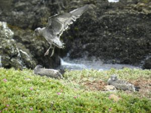 Western Gull chicks by Jan de Vries