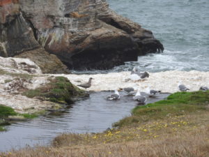 Western gulls bathing in a creek at the Lands by Jeanne Jackson