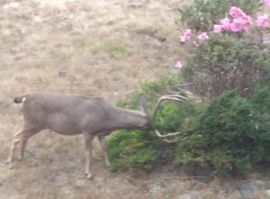 What fence, a Buck prevails by Paul Batchelder