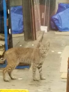 bobcat-in-my-office-by-marlana-woods