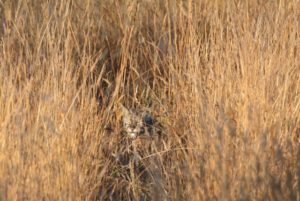 camouflaged-bobcat-2-by-peter-cracknell