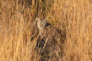 camouflaged-bobcat-by-peter-cracknell