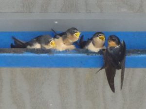 feed-me-trio-barn-swallows-by-karen-scott