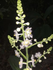 Fringed Corn Lily by Roberta Chan