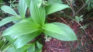 Fringed Corn Lily leaves by Frank Drouillard (Large)