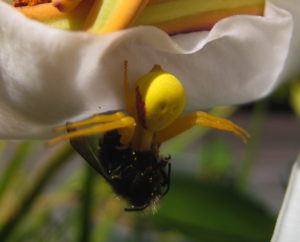 goldenrod-crab-spider-eating-a-bee-by-kalynn-funk