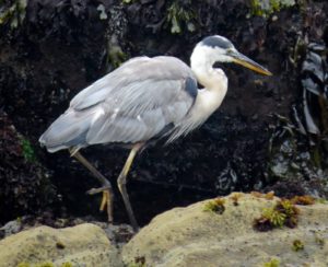 great-blue-heron-searching-for-a-meal-by-robert-scarola