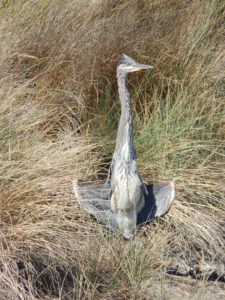 great-blue-heron-with-wings-spread-by-peter-baye