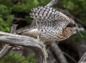 immature-red-shouldered-hawk-by-paul-brewer