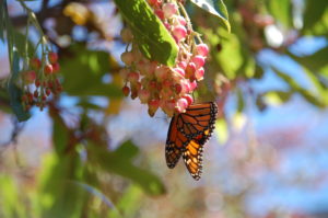 monarch-butterfly-by-richard-oba