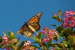 monarch-butterfly-with-pink-flowers-oct-by-craig-tooley