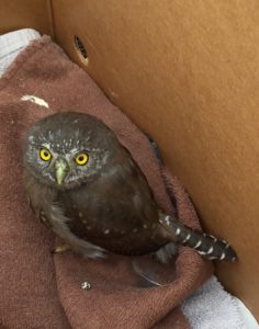 Northern Pygmy-Owl by Diane Hichwa