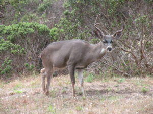 tripod-the-buck-missing-a-hind-hoof-is-thriving-by-rick-hansen