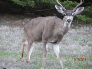 tripod-the-buck-missing-his-right-hoof-by-sandy-hughesjpg