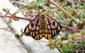 Western Sheep moth by Jan McCormick