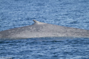 a-blue-whales-small-dorsal-fin-by-ron-levalley