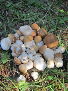 a-treasure-trove-of-boletus-edulis-by-irma-brandt