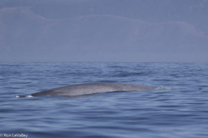 blue-whale-came-close-to-our-boat-by-ron-levalley