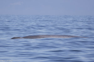 blue-whale-off-fort-bragg-by-ron-levalley