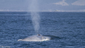 blue-whale-spout-by-ron-levalley