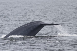 blue-whales-tale-by-ron-levalley