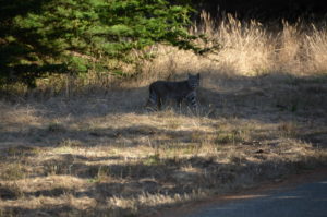 bobcat-hunting-by-david-mcfarland