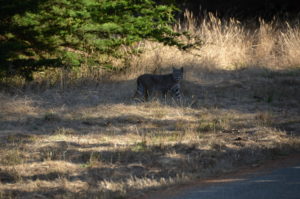 bobcat-hunting-by-david-mcfarland