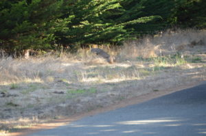 bobcat-pouncing-by-david-mcfarland