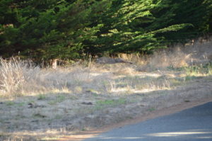 bobcat-stretched-out-by-david-mcfarland