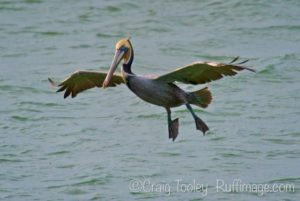 brown-pelican-pelecanus-occidentalis-coming-in-for-a-landing-nov-by-craig-tooley