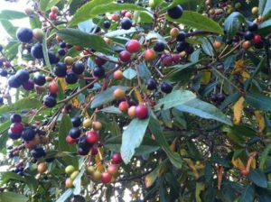 california-coffeeberries-by-cathleen-crosby